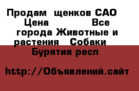 Продам ,щенков САО. › Цена ­ 30 000 - Все города Животные и растения » Собаки   . Бурятия респ.